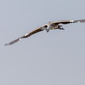 Graureiher, Grey Heron, Ardea einetra, Cyprus, Limassol, Zakaki Marsh + Pool, August 2018