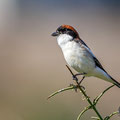 Lanius senator - Woodchat Shrike - Rotkopfwürger, Cyprus, Anarita, March 2016