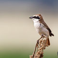 Lanius phoenicuroides, Rotschwanzwuerger, Red-tailed (Turkestan) Shrike, Cyprus, Mandria Beach, April 2016