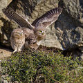 junge Steinkauze, juvenile Little Owl, Athene noctua, Cyprus, Paphos - Anarita Park Area, Juni 2018