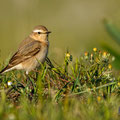 Oenanthe isabellina - Isabelline Wheatear - Isabellsteinschmätzer, Cyprus, Anarita, March 2016