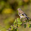 juvenile Distelfink, Goldfinch, Carduelis carduelis, Cyprus, Ineia-Pittokopos, Juli 2018