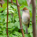 Mönchsgrasmücke, Blackcap female, Sylvia atricapilla,, Cyprus, Paphos Sewage Plant, Januar 2019