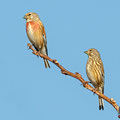 Carduelis cannabina - Linnet - Bluthänfling, Cyprus, Mandria Beach, March 2016