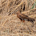 Rohrweihe, Western Marsh Harrier, Circus aeroginosus, Cyprus, Limassol, Zakaki Marsh - Pool, 18. October 2018