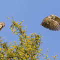 Steinkauz, Little Owl, Athene noctua, Cyprus, Paphos - Anarita Park Area, Juni 2018