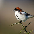 Lanius senator - Woodchat Shrike - Rotkopfwürger, Cyprus, Anarita, March 2016