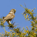 Steinkauz, Little Owl, Athene noctua, Cyprus, Paphos - Anarita Park Area, Juni 2018