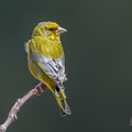 Carduelis chloris - Greenfinch - Grünfink, Cyprus, Mandria, March 2016