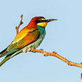 Merops apiaster - European Bee-eater - Bienenfresser, Cyprus, Mandria Beach, April 2016