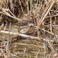 Schafstelze, Western Yello Wagtail, Motocilla flava, Cyprus, Limassol, Zakaki Marsh - Pool, 18. October 2018