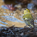 Serinus serinus - European Serin - Girlitz, Cyprus, Livadi tou Passia, March 2016