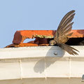 Mauersegler, Common Swift, Apus apus, Cyprus, Paphos - Moutthalos, 29. April 2017