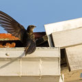 Mauersegler, Common Swift, Apus apus, Cyprus, Paphos - Moutthalos, 29. April 2017