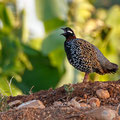 Francolinus francolinus - Halsbandfrankolin - Black Francolin, Cyprus, Home area, April 2016