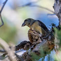 Fichtenkreuzschnabel, Common Crossbill, Laxia curvinostra, Cyprus, Troodos, Livadi tou pashia, 26. October 2018