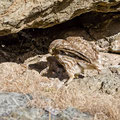 Steinkauz, Little Owl, Athene noctua, Cyprus, Paphos - Anarita Park Area, Mai 2018