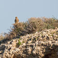 Buteo buteo - Common Buzzard - Maeusebussard, Cyprus, Mandria Beach, Februar 2016