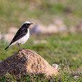 Schwarzrücken-Steinschmätzer, Mourning Wheatear, Oenathe lugens, Cyprus, Pegeia - Agios Georgios, Cape Drepanum, Februar 2019