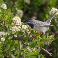 Sylvia ruepelli - Rüppell´s Warbler - Maskengrasmücke, Cyprus, Anarita, March 2016