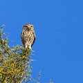 Steinkauz, Little Owl, Athene noctua, Cyprus, Paphos - Anarita Park Area, Fernsichtplatz, Mai 2018