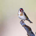 Carduelis carduelis - Goldfinch - Distelfink, Cyprus, Livadi tou Passia, March 2016