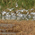 Lachmöwe, Black-headed Gull, Chroicocephalus ridibundus, Cyprus, Limassol, Zakaki Marsh - Pool, 18. October 2018