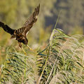 Rohrweihe, Western Marsh Harrier, Circus aeroginosus, Cyprus, Limassol, Zakaki Marsh + Pool, August 2018