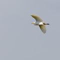 Kuhreiher, Cattle Egret, Bubulcus ibis, Cyprus, Akrotiri Marsh, 11.April 2018 