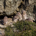 juvenile Little Owl´s, Athene noctua, Cyprus, Paphos - Anarita Park Area, around breeding cave, Mai - June 2018