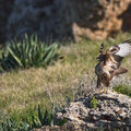 Buteo buteo - Common Buzzard - Maeusebussard, Cyprus, Mandria Beach, Februar 2016