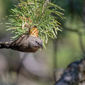 Fichtenkreuzschnabel, Common Crossbill, Laxia curvinostra, Cyprus, Troodos, Livadi tou pashia, 26. October 2018