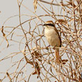 Lanius phoenicuroides, Rotschwanzwuerger, Red-tailed (Turkestan) Shrike, Cyprus, Mandria Beach, April 2016