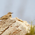 Oenanthe isabellina - Isabelline Wheatear - Isabellsteinschmätzer, Cyprus, Anarita, March 2016