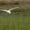 Seidenreiher, Little Egret, Egretta Garzetta, Cyprus, Akrotiri Marsh, 11.April 2018 