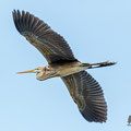 Purpurreiher, Purple Heron, Ardea purpurea, Cyprus, Limassol, Zakaki Marsh + Pool, August 2018