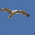 Mittelmeermöwe, Yellow-legged Gull, Larus michahellis, Cyprus, Pegeia-Agios Georgios, April 2017