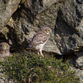 juvenile Little Owl´s, Athene noctua, Cyprus, Paphos - Anarita Park Area, around breeding cave, Mai - June 2018