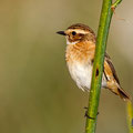 Saxicola rubetra - Whinchat - Braunkehlchen, Cyprus, Anarita, March 2016