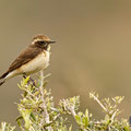 Oenanthe hispanica - Black-eared Wheatear - Mittelmeer-Steinschmätzer