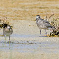 Kiebitzregenpfeiffer, Grey Plover, Pluvialis squatorola, Cyprus, Akrotiri Salt Lake, October 2018