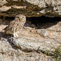 Steinkauz, Little Owl, Athene noctua, Cyprus, Paphos - Anarita Park Area, Mai 2018