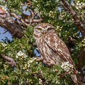 Athene noctua - Little Owl - Steinkauz, Cyprus, Anarita, March 2016