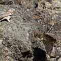 Steinkauz, Little Owl, Athene noctua, Cyprus, Paphos - Anarita Park Area, Futterübergabe, Mai 2018