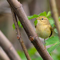 Zilpzalp, Common Chiffchaff, Phylloscopus collybita, Cyprus, Paphos Sewage Plant, Januar 2019