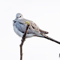 Oena capensis - Namaqua Dove (female) - Kaptäubchen, Cyprus, Mandria Greenhouse Area, March 2016