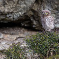 juvenile Little Owl´s, Athene noctua, Cyprus, Paphos - Anarita Park Area, around breeding cave, Mai - June 2018