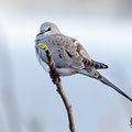 Oena capensis - Namaqua Dove (female) - Kaptäubchen, Cyprus, Mandria Greenhouse Area, March 2016