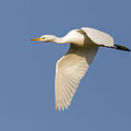 Silberreiher, Great Egret, Casmerodius albus, Cyprus, Limassol, Zakaki Marsh + Pool, August 2018