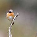 Saxicola rubetra - Whinchat - Braunkehlchen, Cyprus, Anarita, March 2016